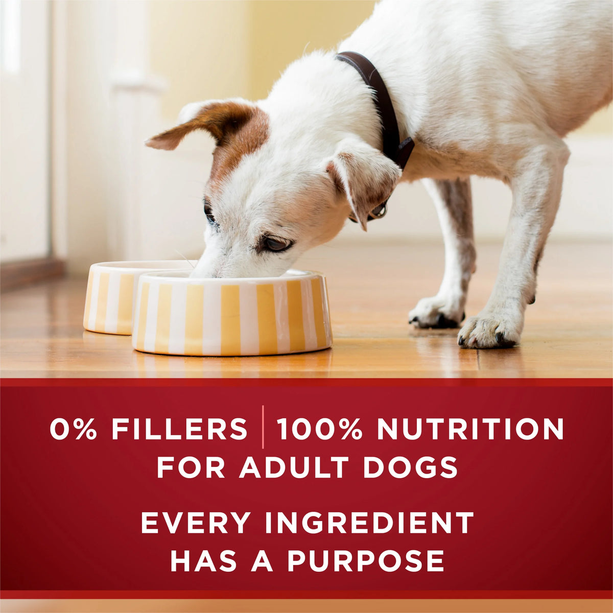 High Protein Wet Dog Food Variety Pack, 13 oz Cans (12 Pack) Z943