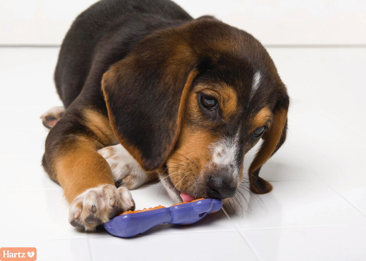 0.88 OZ Bacon Dog Treat D10108