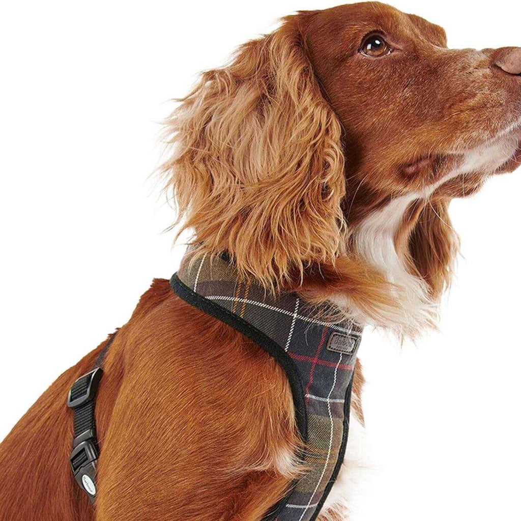 Tartan Dog Harness G24524