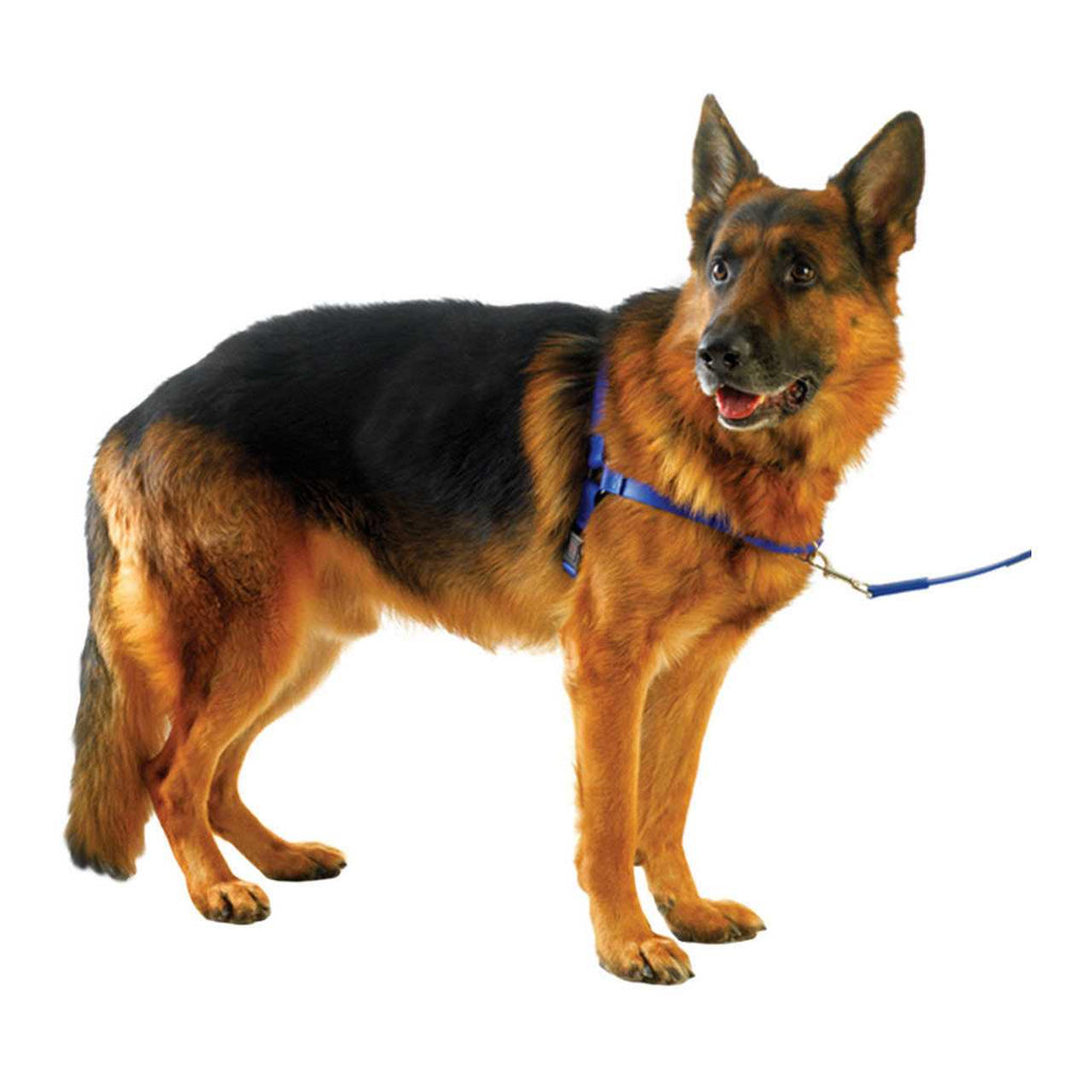 Pet Harness R994