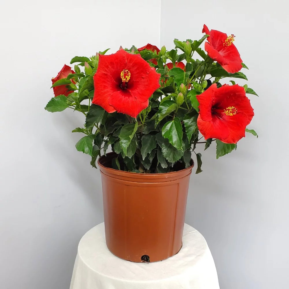 22" to 26" Red Hibiscus Bush Plant in Growers Pot O5450