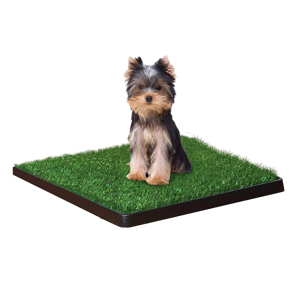 Indoor Potty C41261