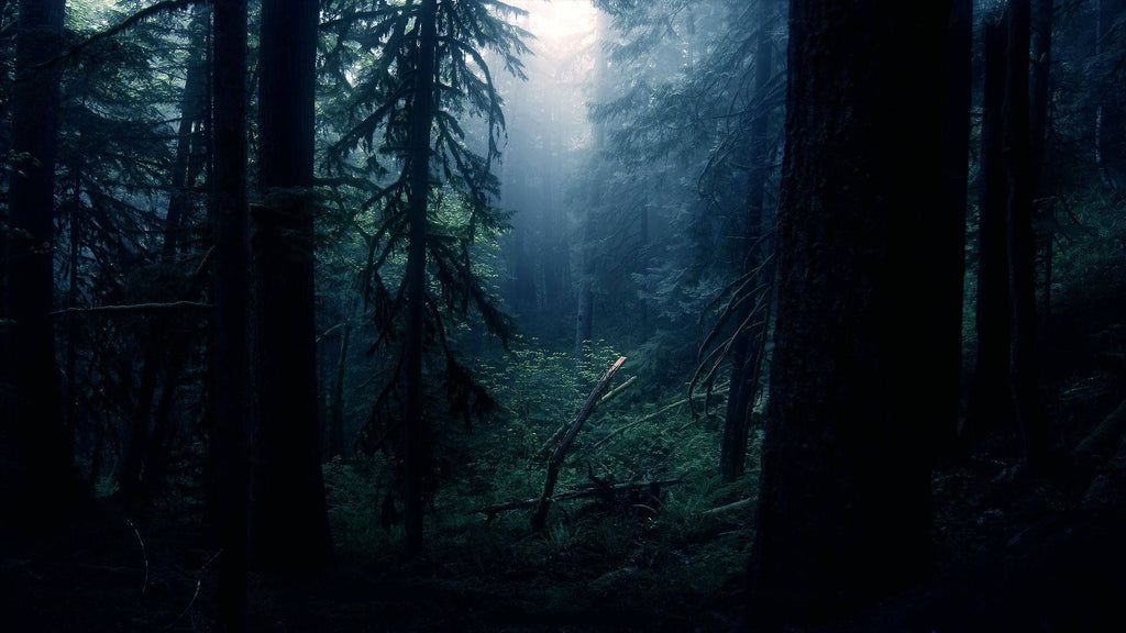 Dark Woods Candle H238083
