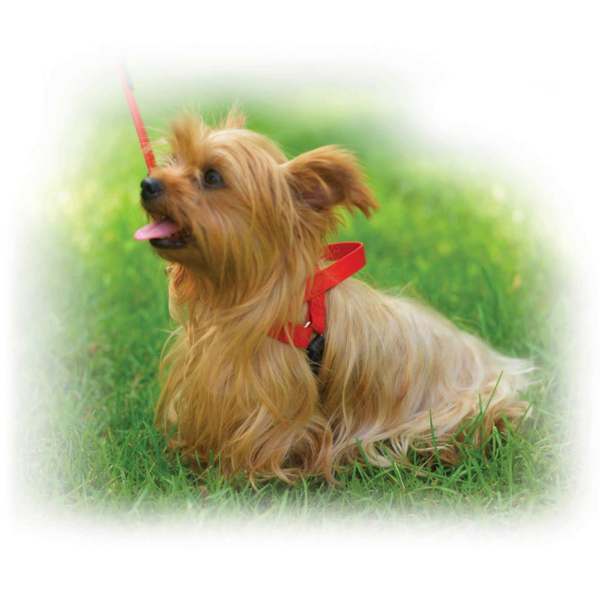 Pet Harness R994