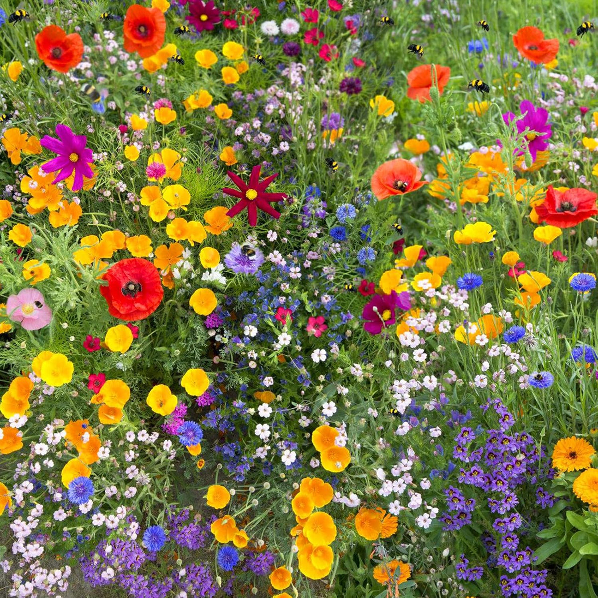 1.75 Ounce Wildflower Seeds Mix U735