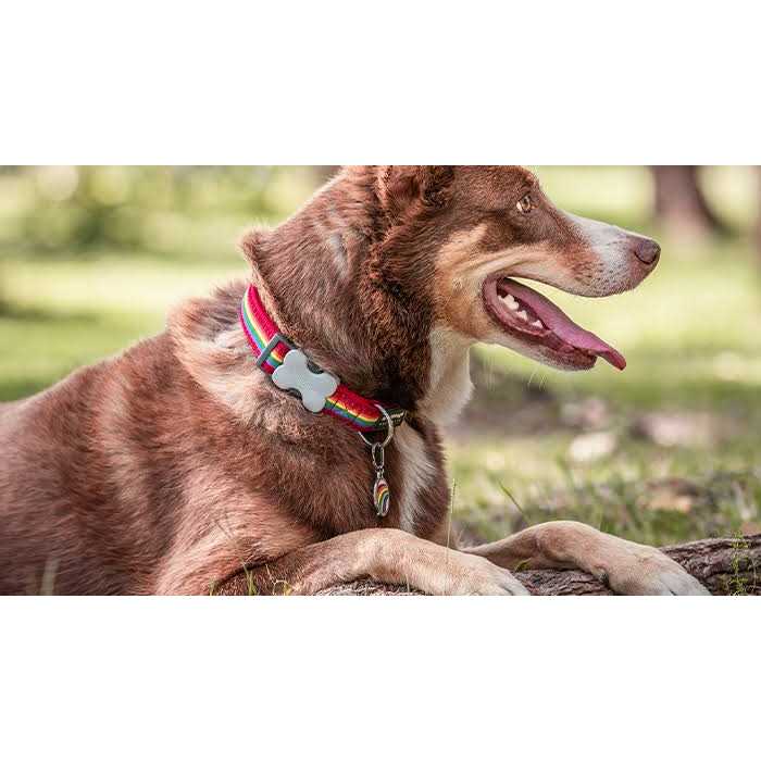 Bone Pet ID Dog Tag F152685