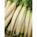 Daikon Radish Seed - 20 lbs. V574321