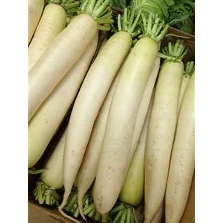 Daikon Radish Seed - 20 lbs. V574321