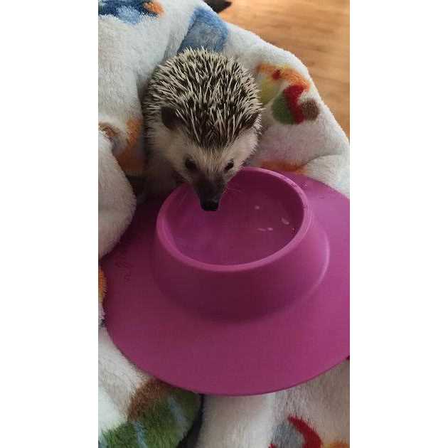 Tip-Proof Bowl for Guinea Pigs and Small Pets J11717