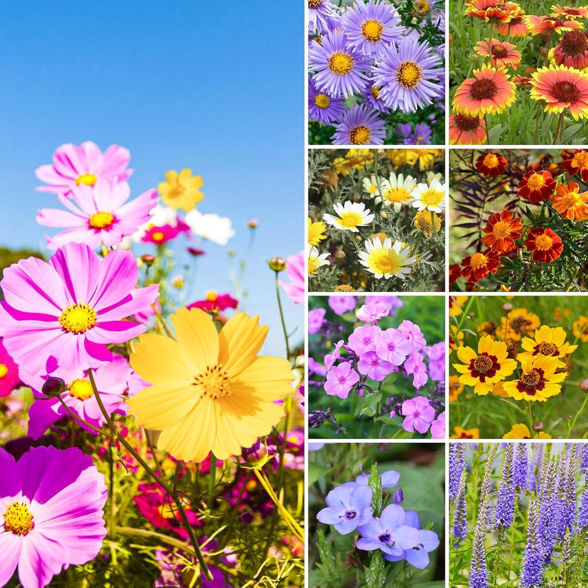 1.75 Ounce Wildflower Seeds Mix U735