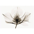 Hellebore Art Print B7484
