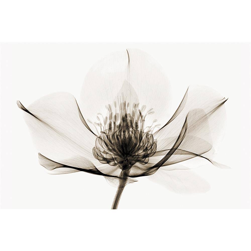 Hellebore Art Print B7484