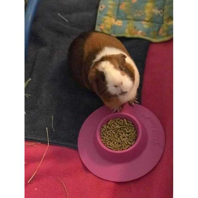 Tip-Proof Bowl for Guinea Pigs and Small Pets J11717
