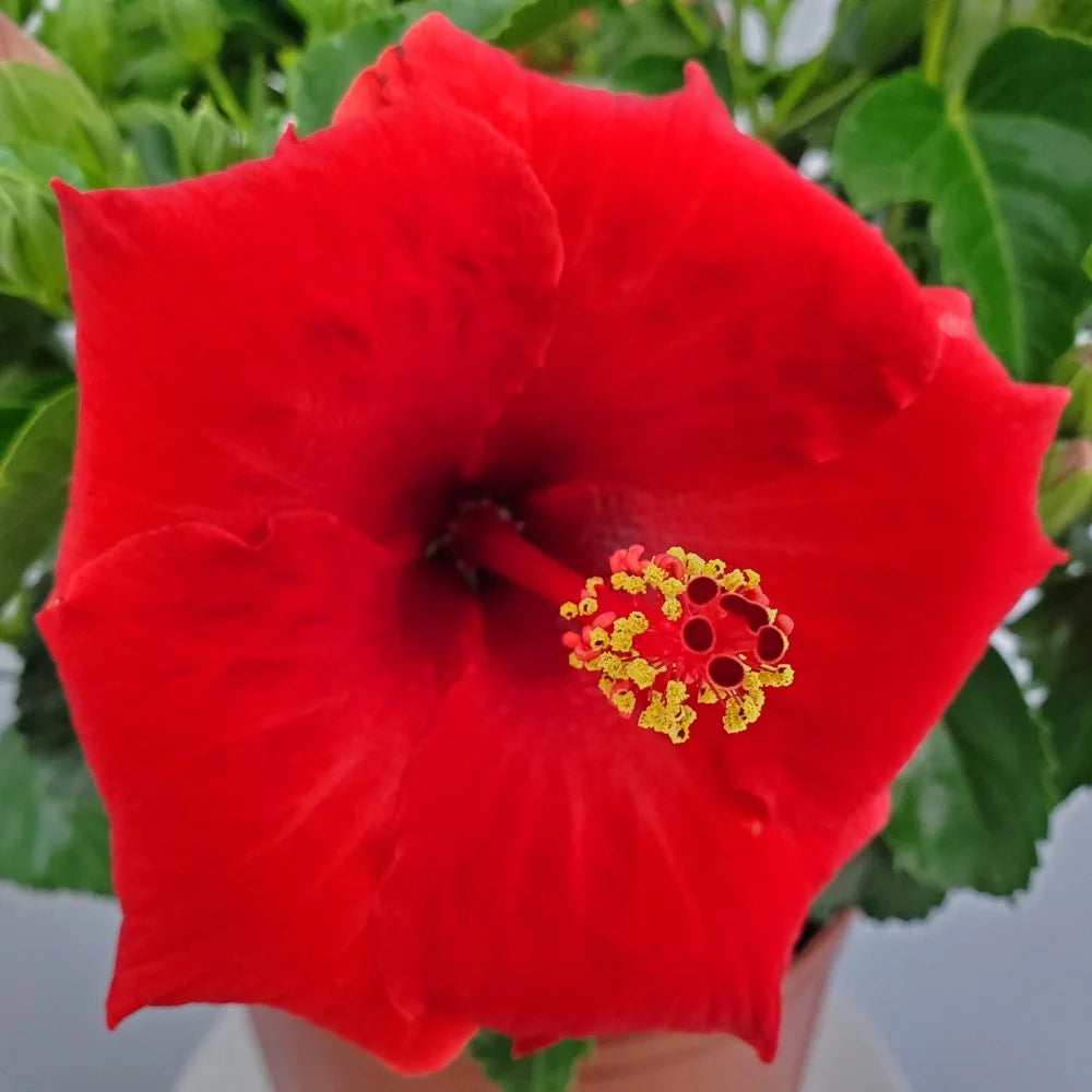 22" to 26" Red Hibiscus Bush Plant in Growers Pot O5450