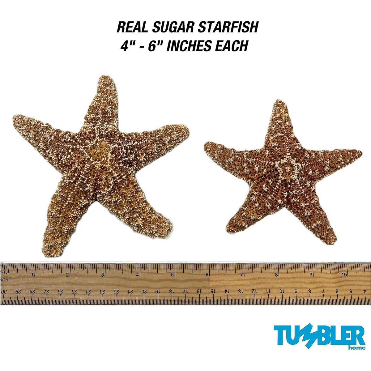 Starfish Decor D76185