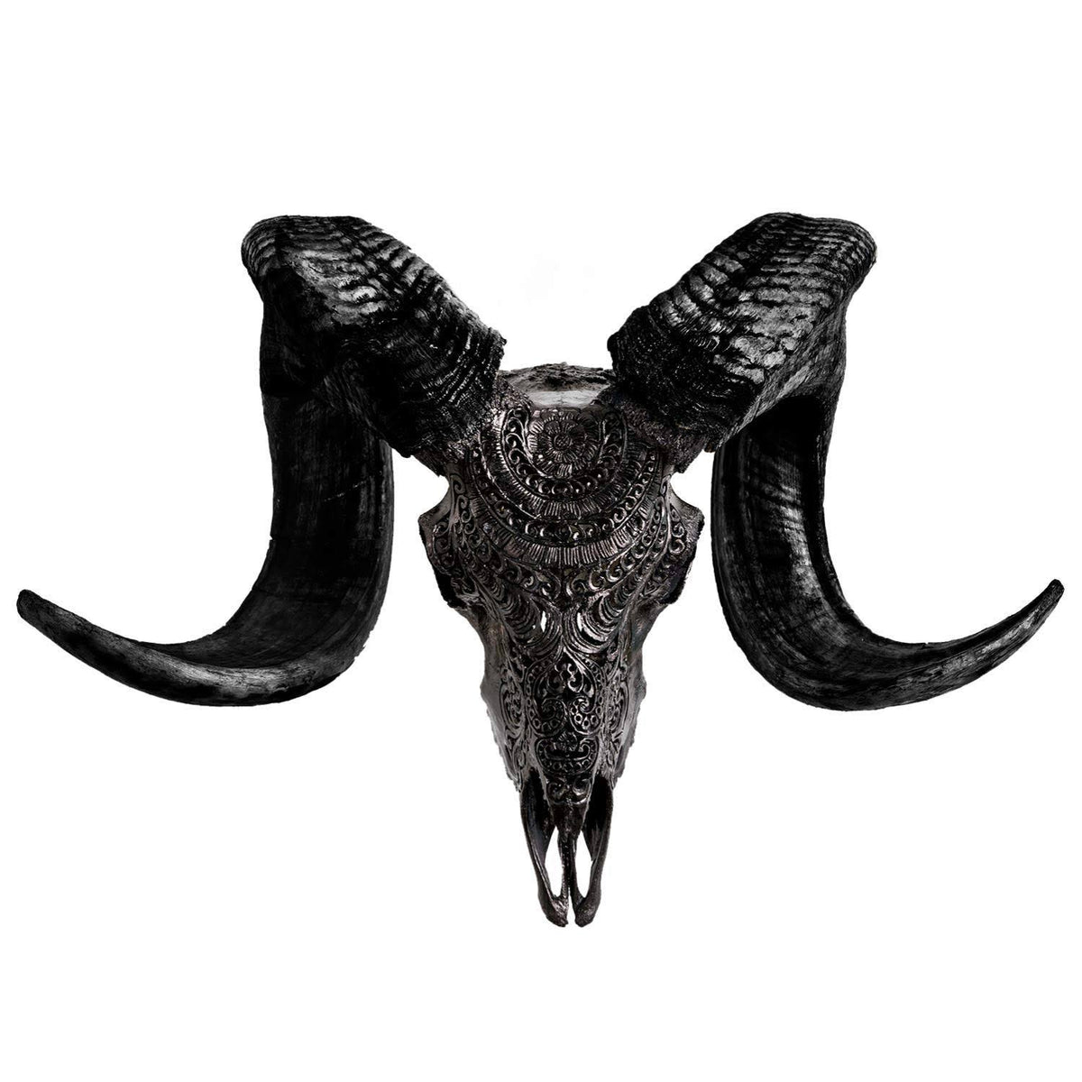 Genuine Ram Skull with Horns Q18570
