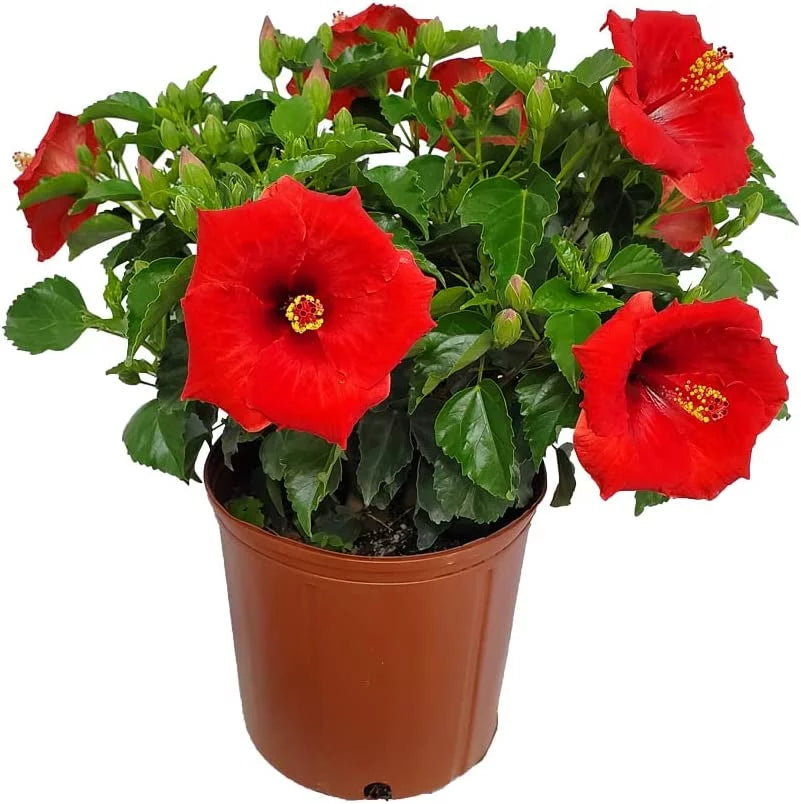 22" to 26" Red Hibiscus Bush Plant in Growers Pot O5450