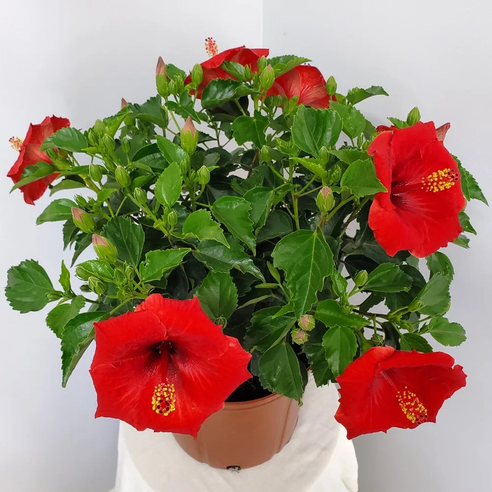 22" to 26" Red Hibiscus Bush Plant in Growers Pot O5450