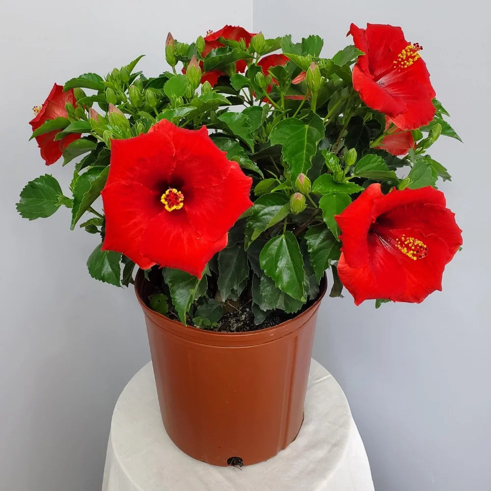 22" to 26" Red Hibiscus Bush Plant in Growers Pot O5450