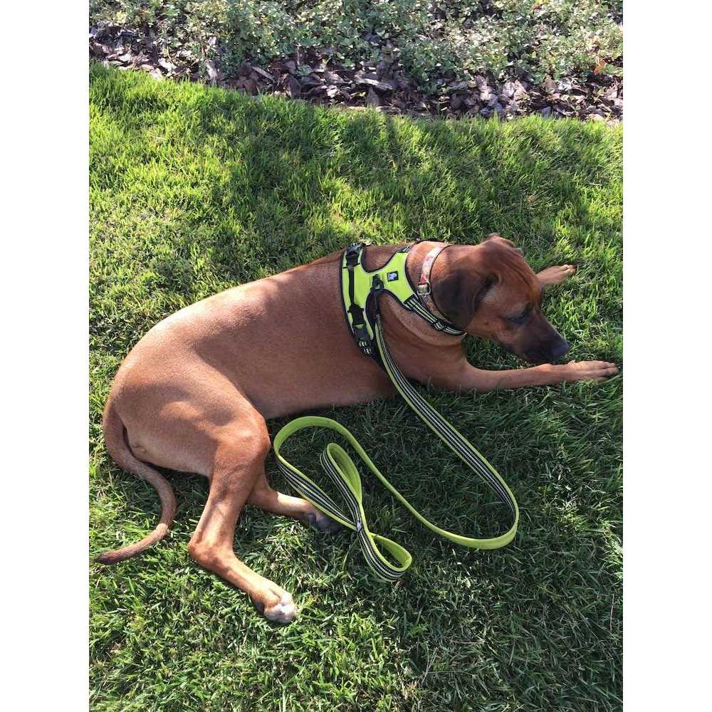Reflective Padded Polyester Dog Leash L40475