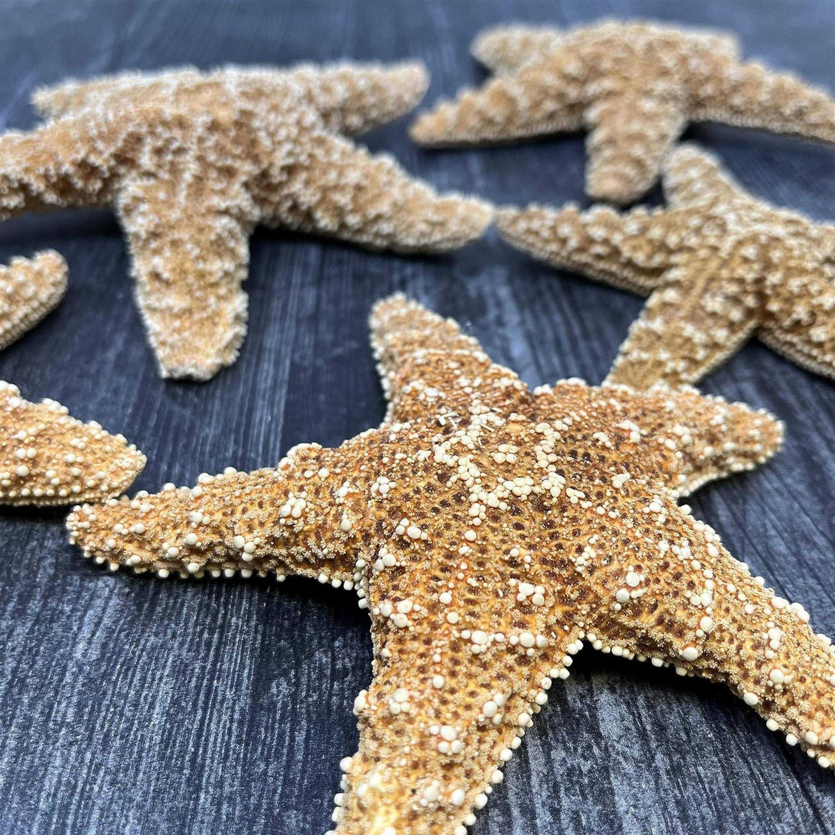 Starfish Decor D76185