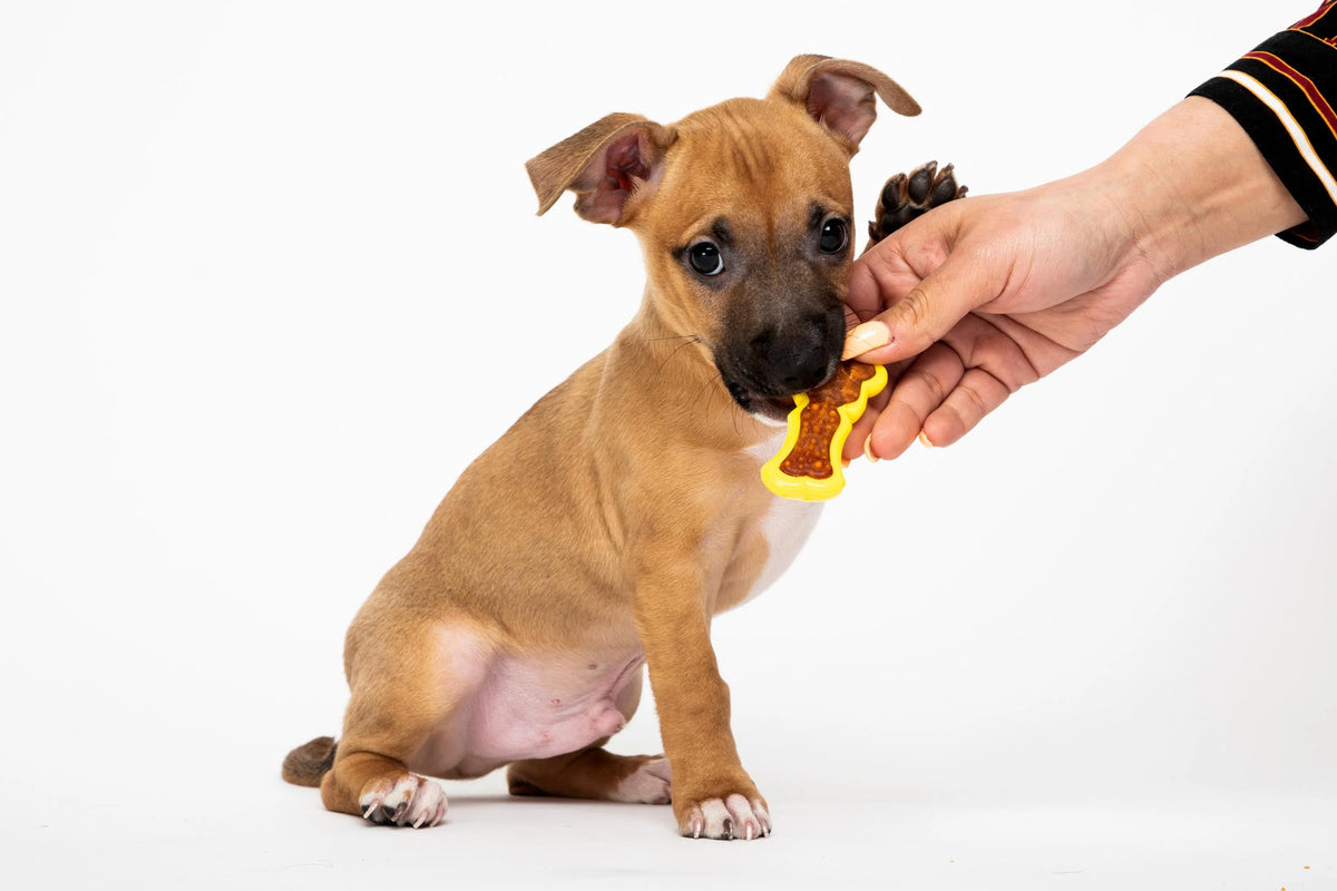 0.88 OZ Bacon Dog Treat D10108