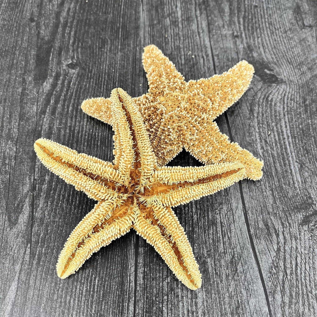 Starfish Decor D76185